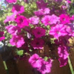 Meet your Posher, Myah